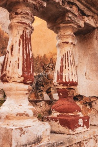 Ναυπλιο-παλιο-σπιτι-γάτα