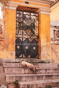 Ναυπλιο-παλιο-σπιτι-γάτα