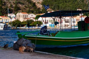 Καστελλόριζο Μεγίστη ψαράς γάτες