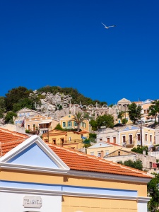 Colonie de mouettes de Symi