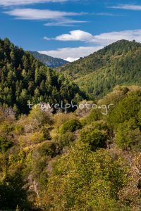 Polydroso Gitzina Parnonas