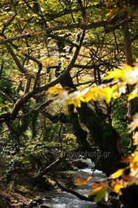 Limette plastira pezoula