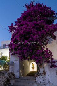 Τεράστια Μπουκαμβίλια στα Υστέρναι Τήνου