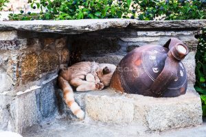 Βώλαξ ή Βώλακας Τήνου