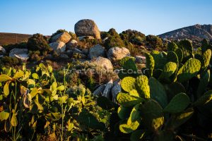 Βώλαξ ή Βώλακας Τήνου