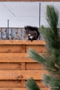 A squirrel at Saas-Fee village